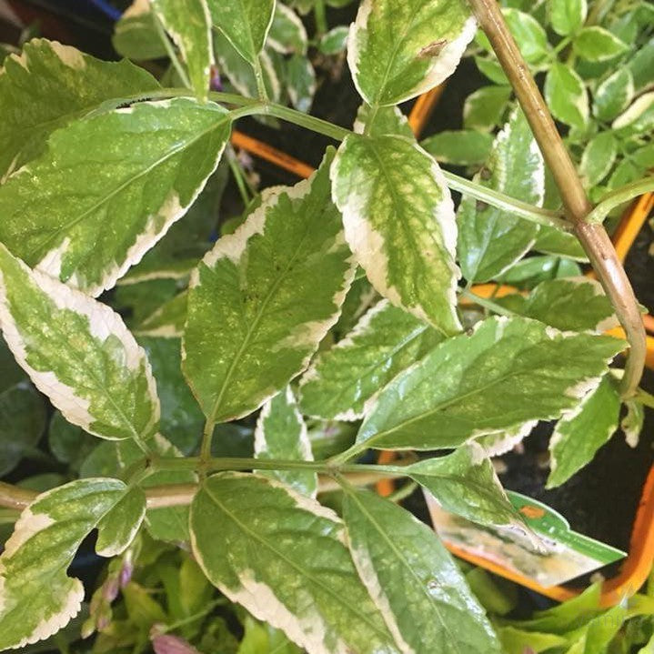 Sambucus nigra Variegata 2