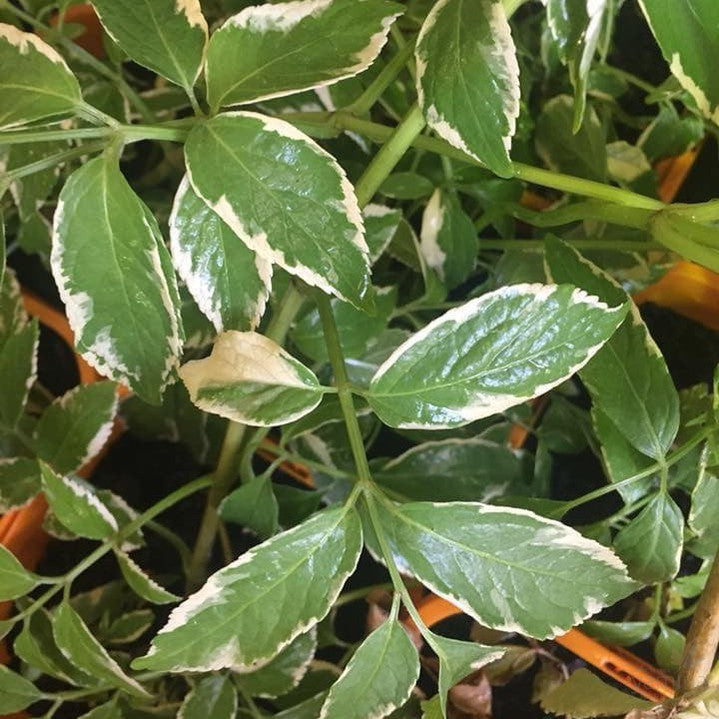 Sambucus nigra Variegata 3
