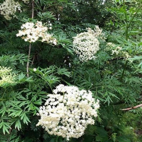 Sambucus nigra laciniata 1