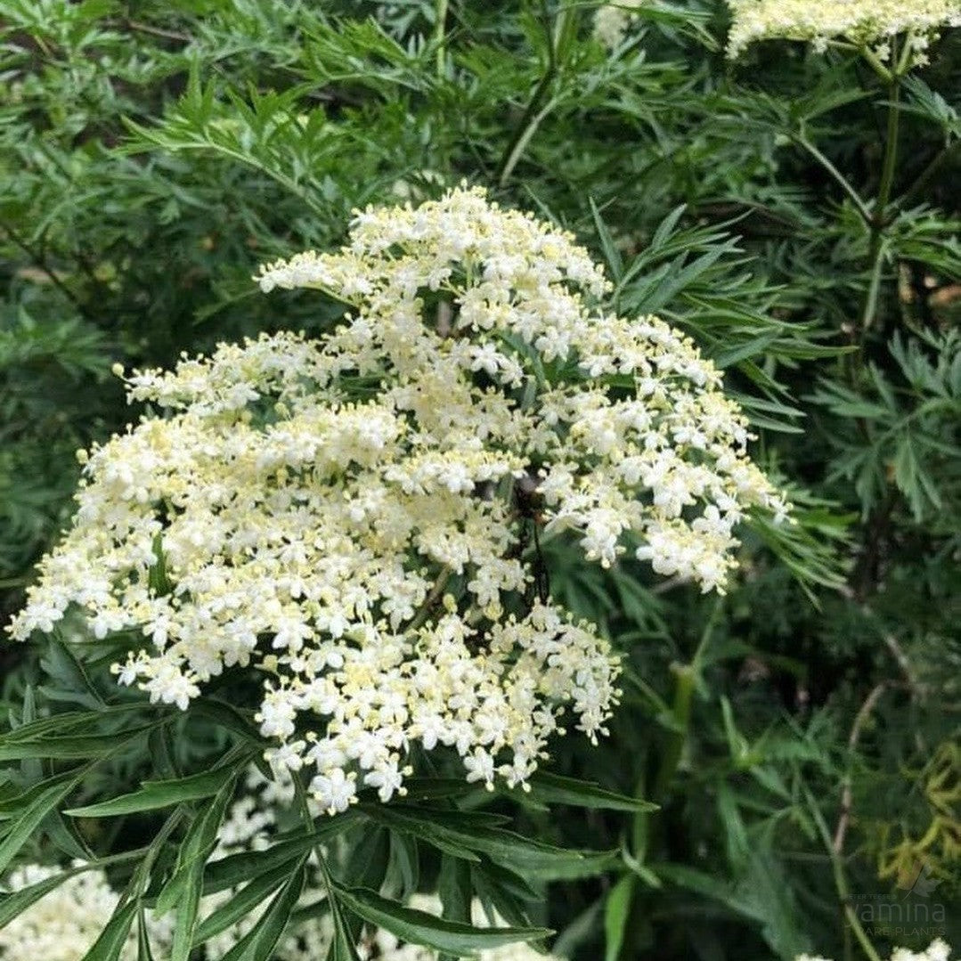 Sambucus nigra laciniata 2