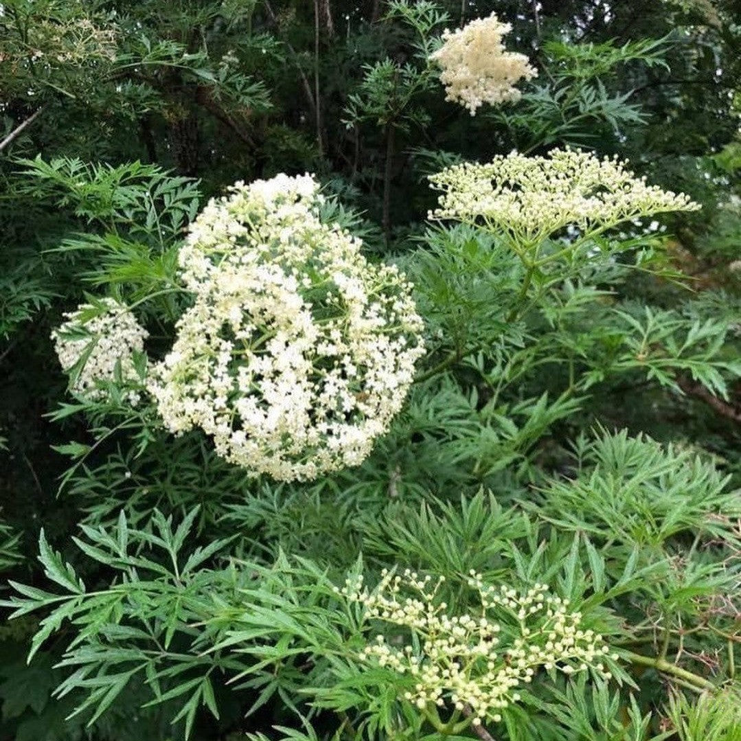 Sambucus nigra laciniata 3