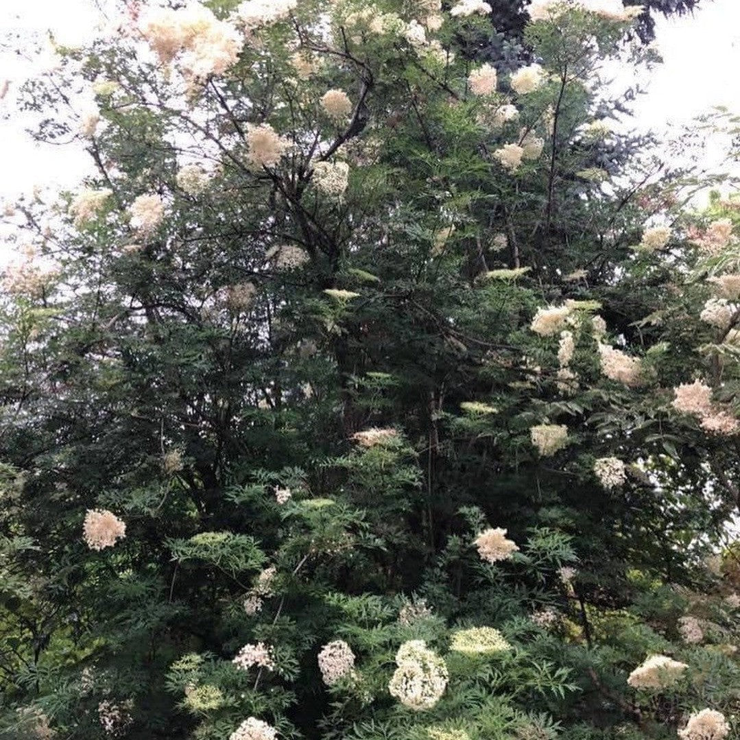 Sambucus nigra laciniata 4