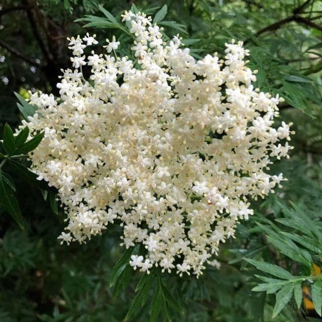 Sambucus nigra laciniata 5