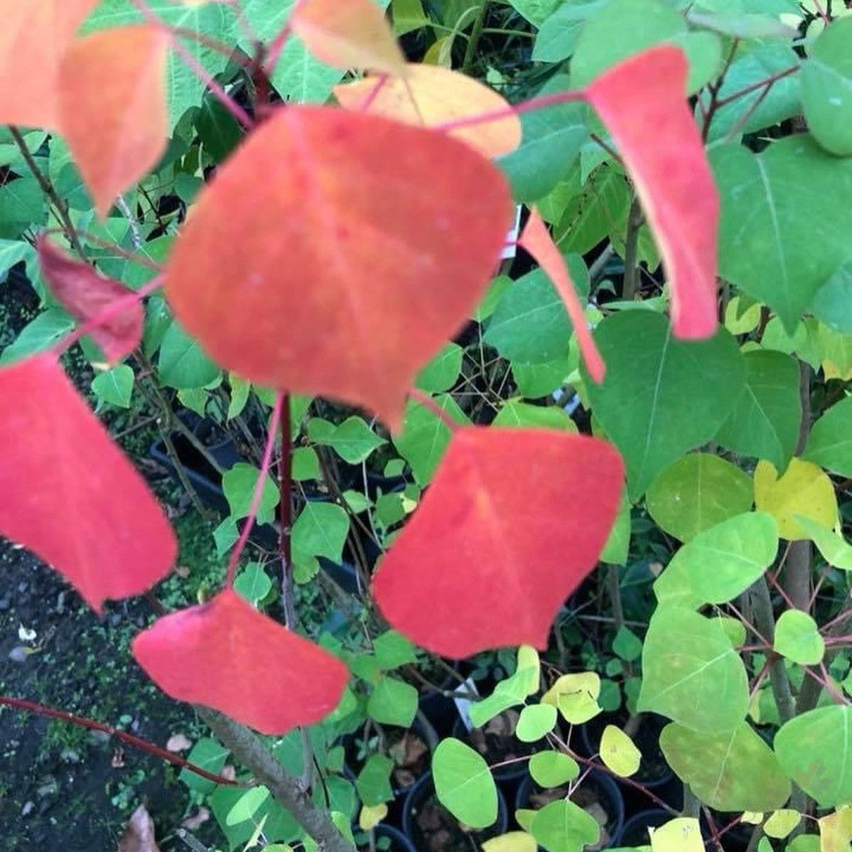 Sapium sebiferum (syn Triadica sebifera) 2