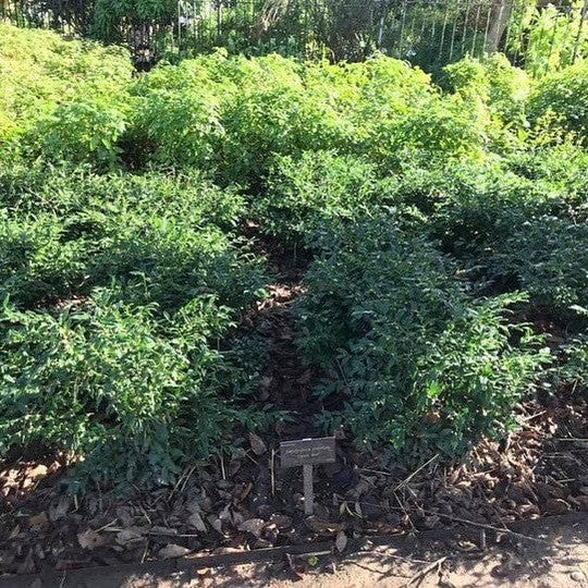 Sarcococca confusa 6