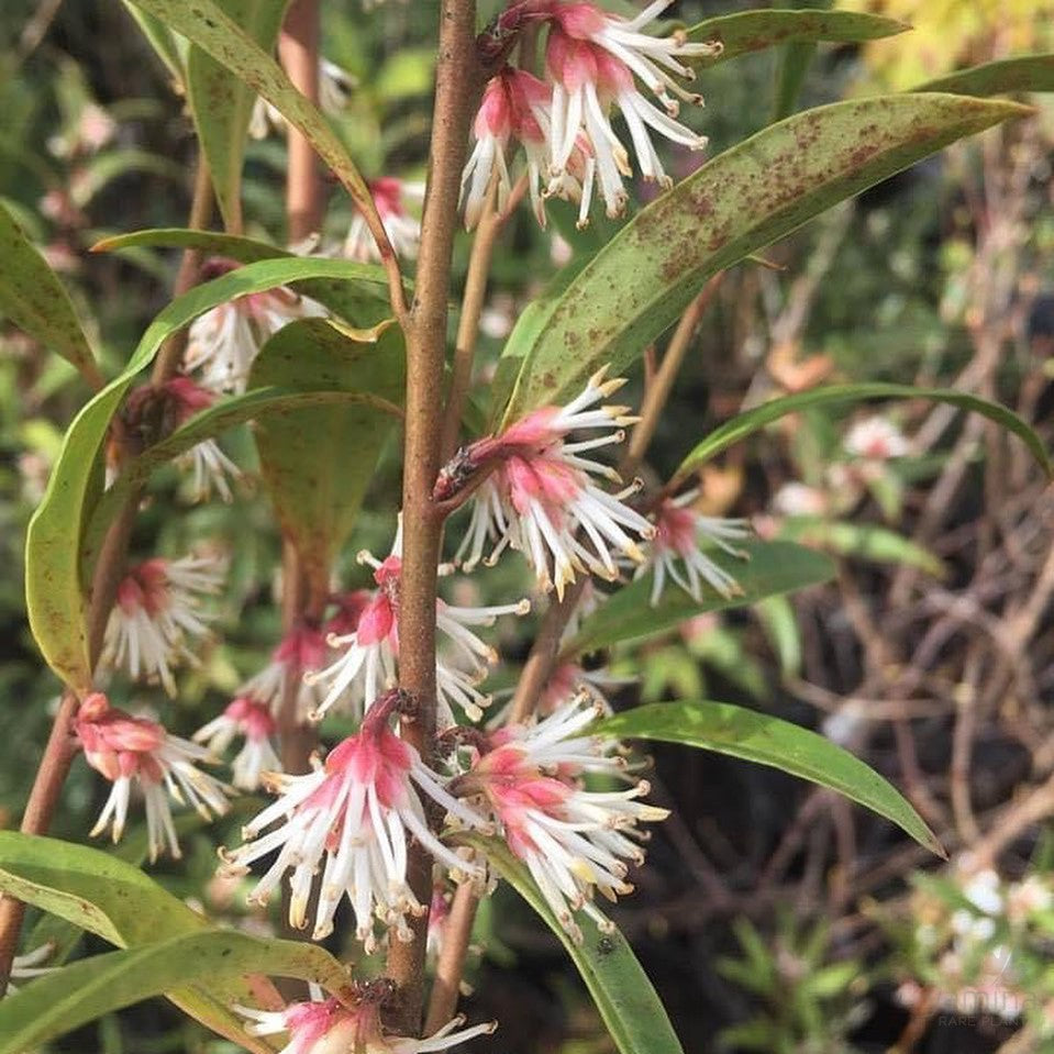 Sarcococca hookeriana Purple Stem 1