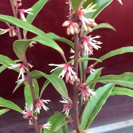 Sarcococca hookeriana Purple Stem 2