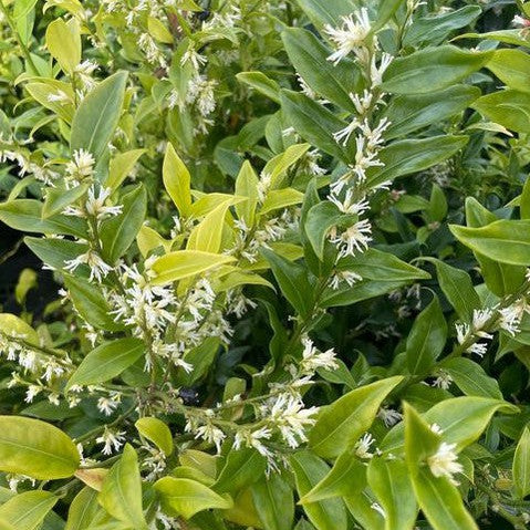 Sarcococca ruscifolia 1