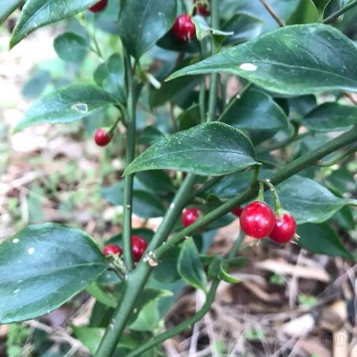 Sarcococca ruscifolia 2