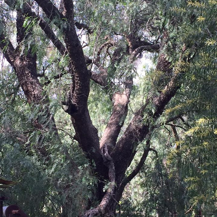 Schinus molle (Peruvian Peppertree) 1