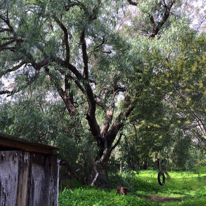 Schinus molle (Peruvian Peppertree) 2