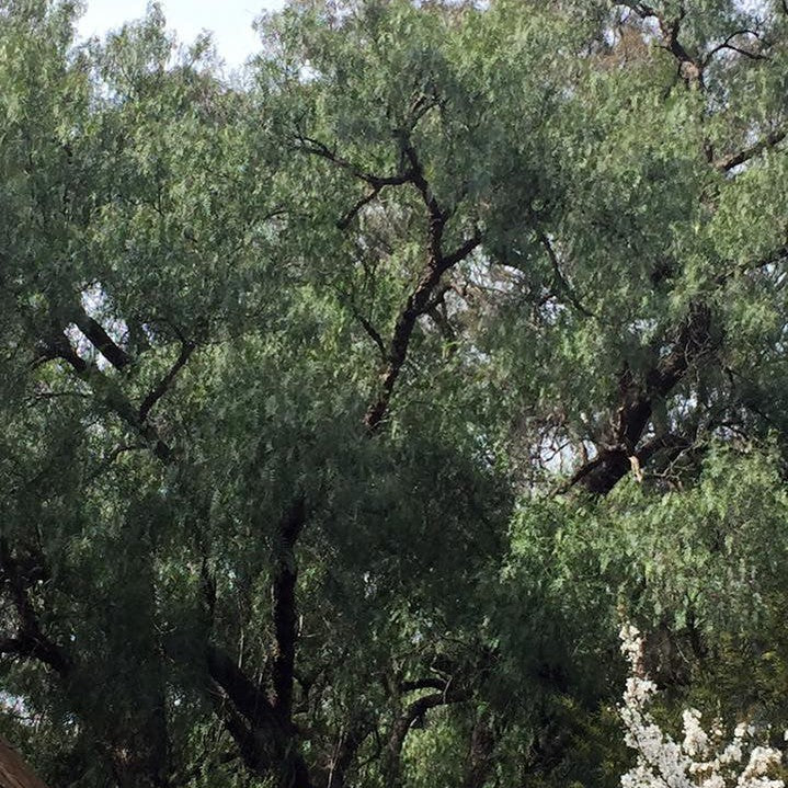 Schinus molle (Peruvian Peppertree) 3