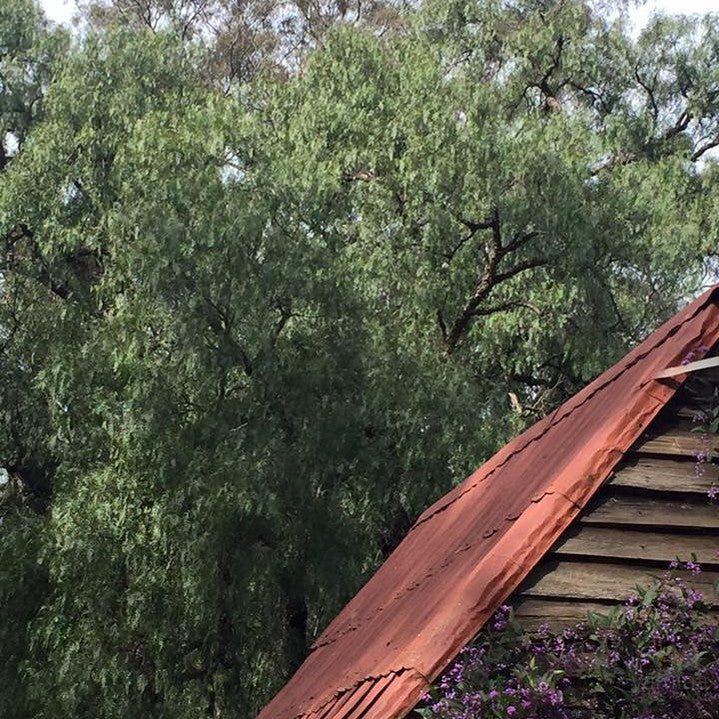 Schinus molle (Peruvian Peppertree) 5