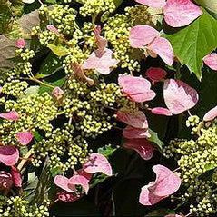Schizophragma hydrangeoides Roseum 1