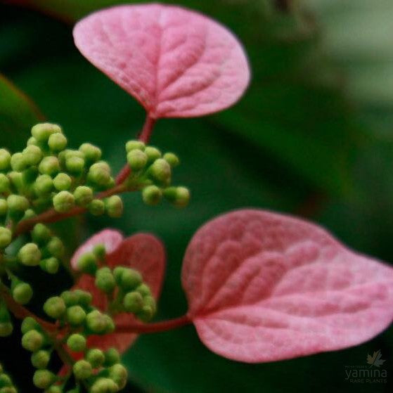 Schizophragma hydrangeoides Roseum 2