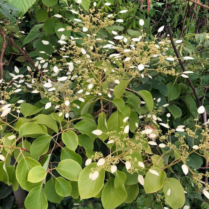 Schizophragma integrifolium var fauriei 3