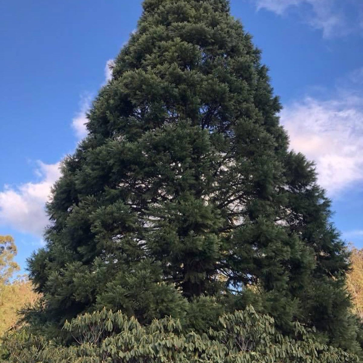 Sequoiadendron giganteum 2
