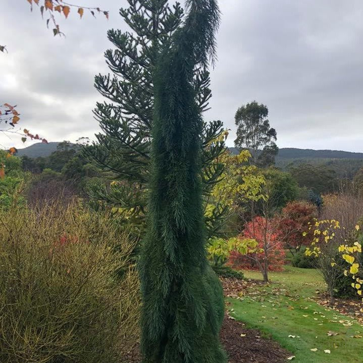 Sequoiadendron giganteum Pendulum 1