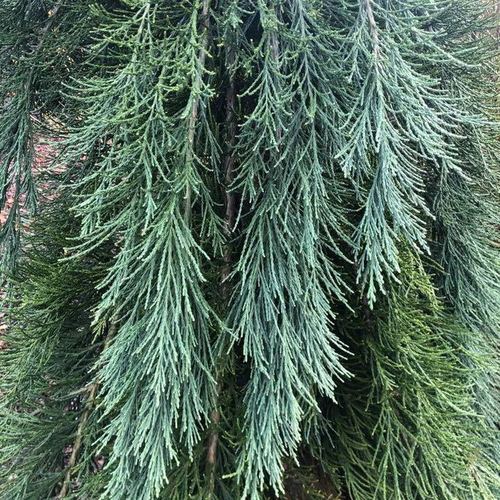 Sequoiadendron giganteum Pendulum 2