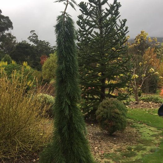Sequoiadendron giganteum Pendulum 3