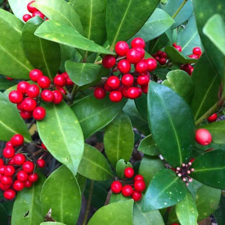 Skimmia japonica (self fruiting) 3