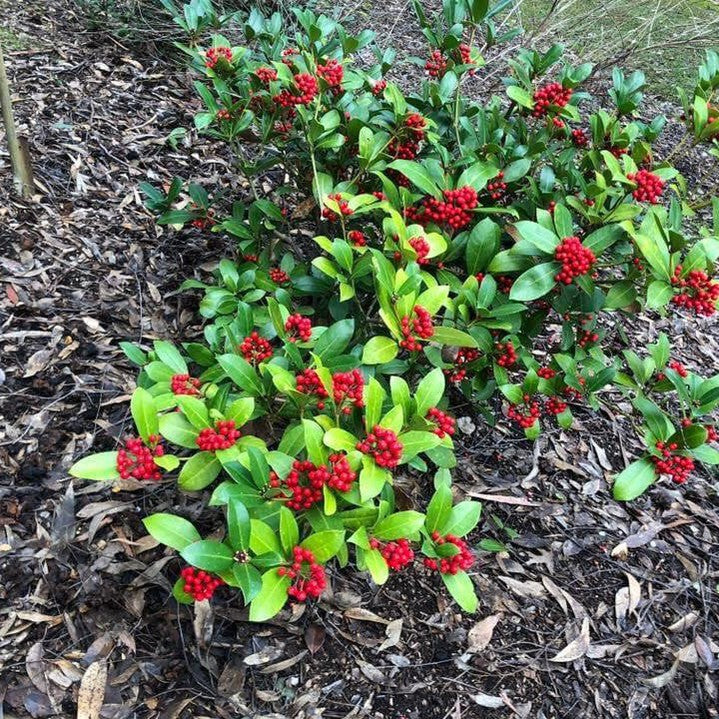 Skimmia japonica (self fruiting) 4