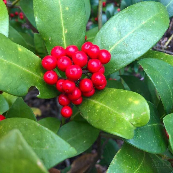 Skimmia japonica (self fruiting) 5