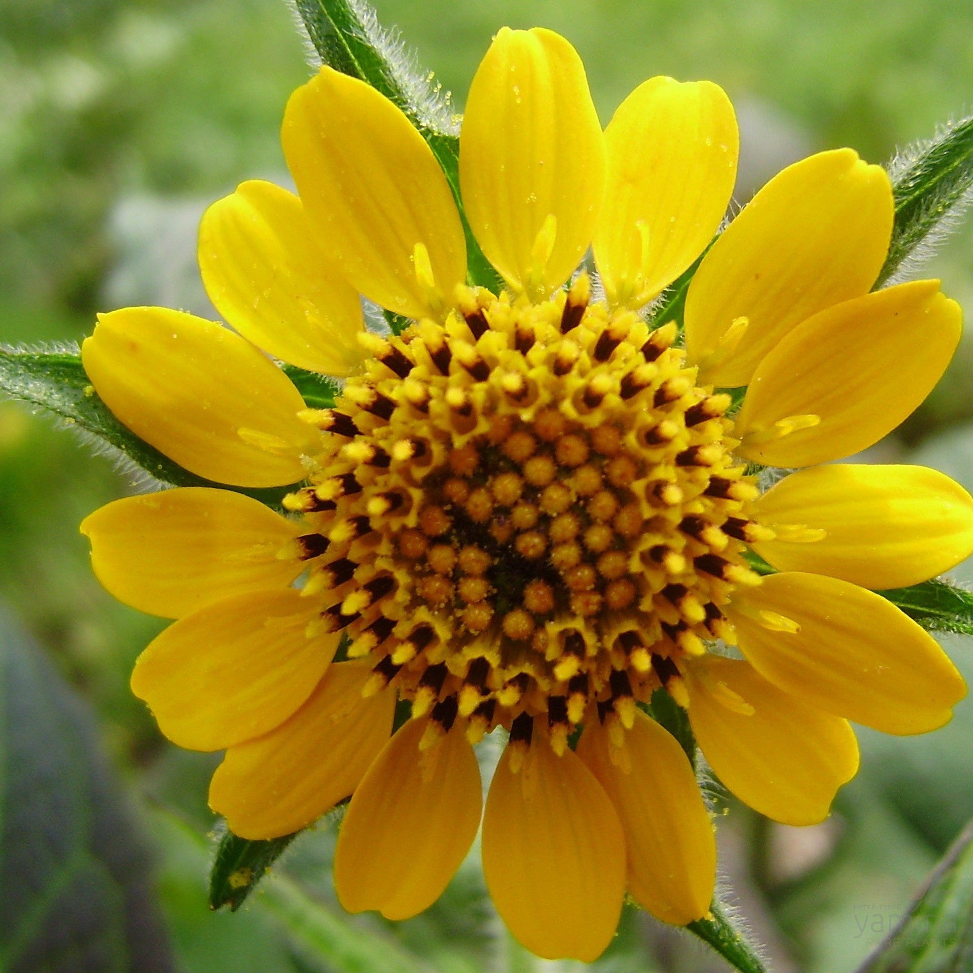 Smallanthus sonchifolius