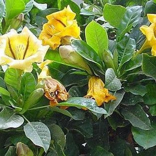 Solandra maxima (Chalice vine) 1