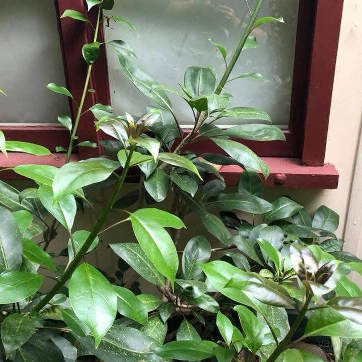 Solandra maxima (Chalice vine) 2