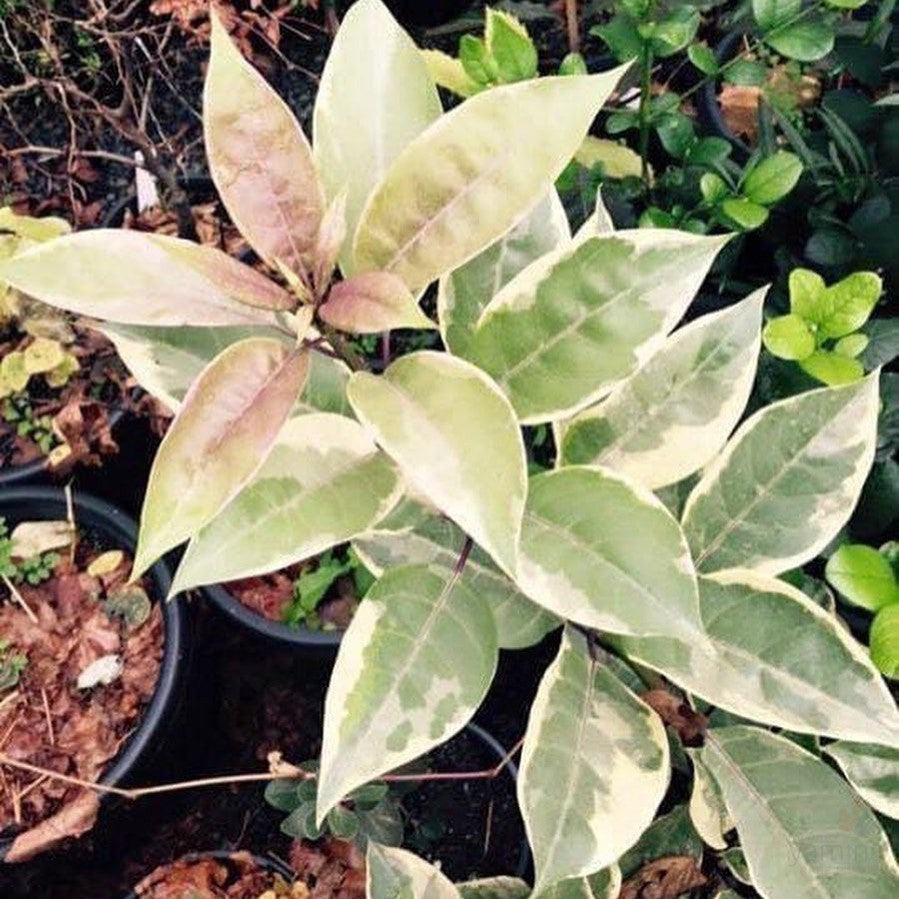 Solandra maxima Variegata (Chalice vine) 4