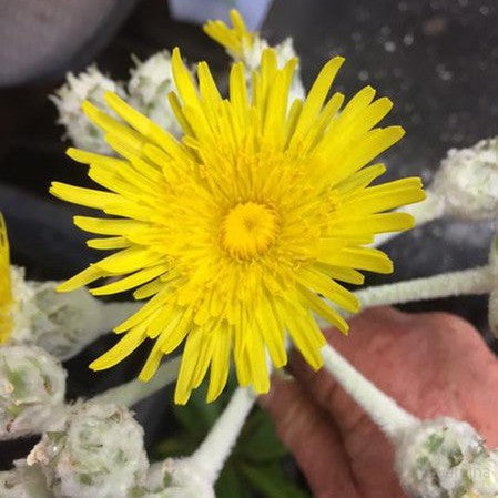 Sonchus acaulis 4