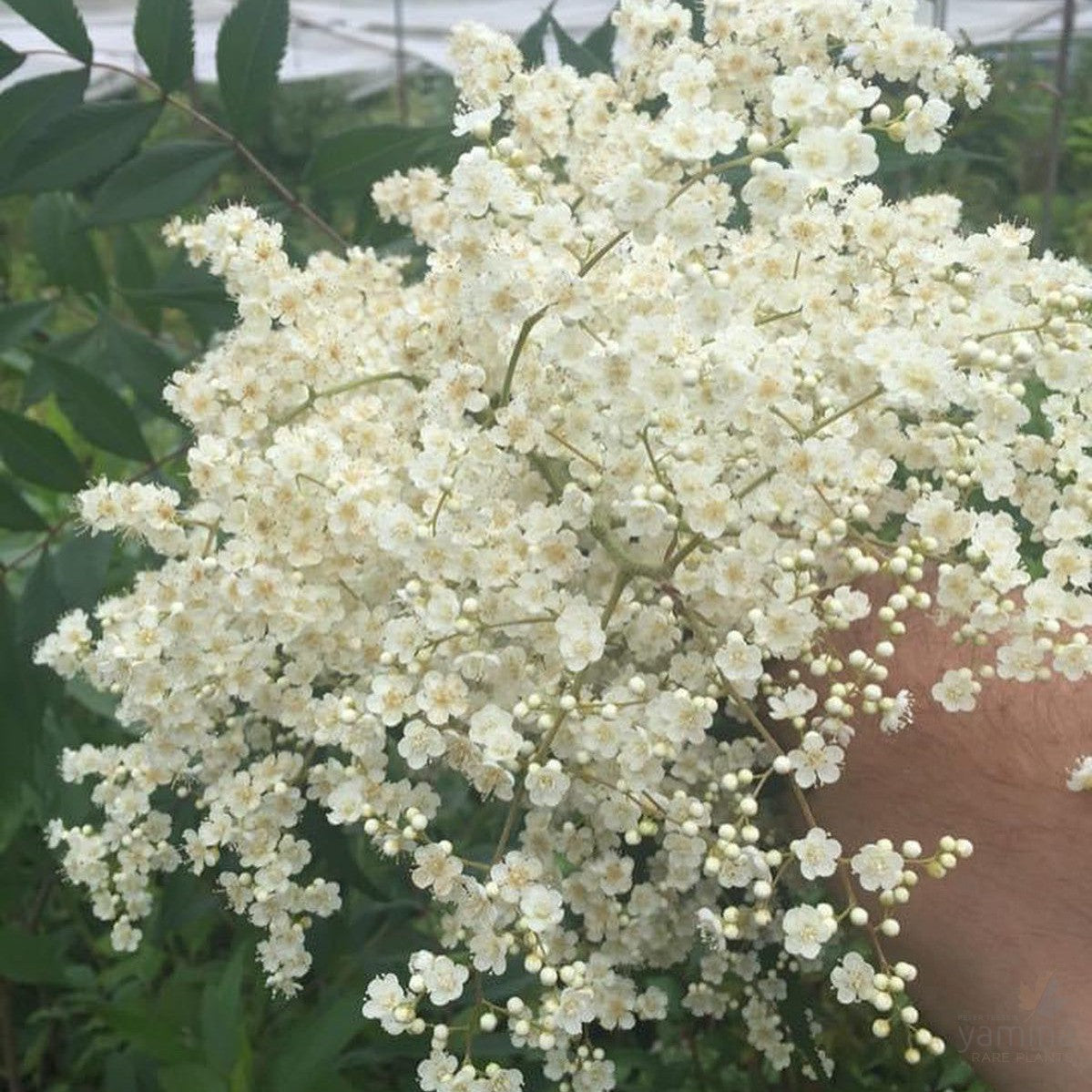 Sorbaria sorbifolia 1