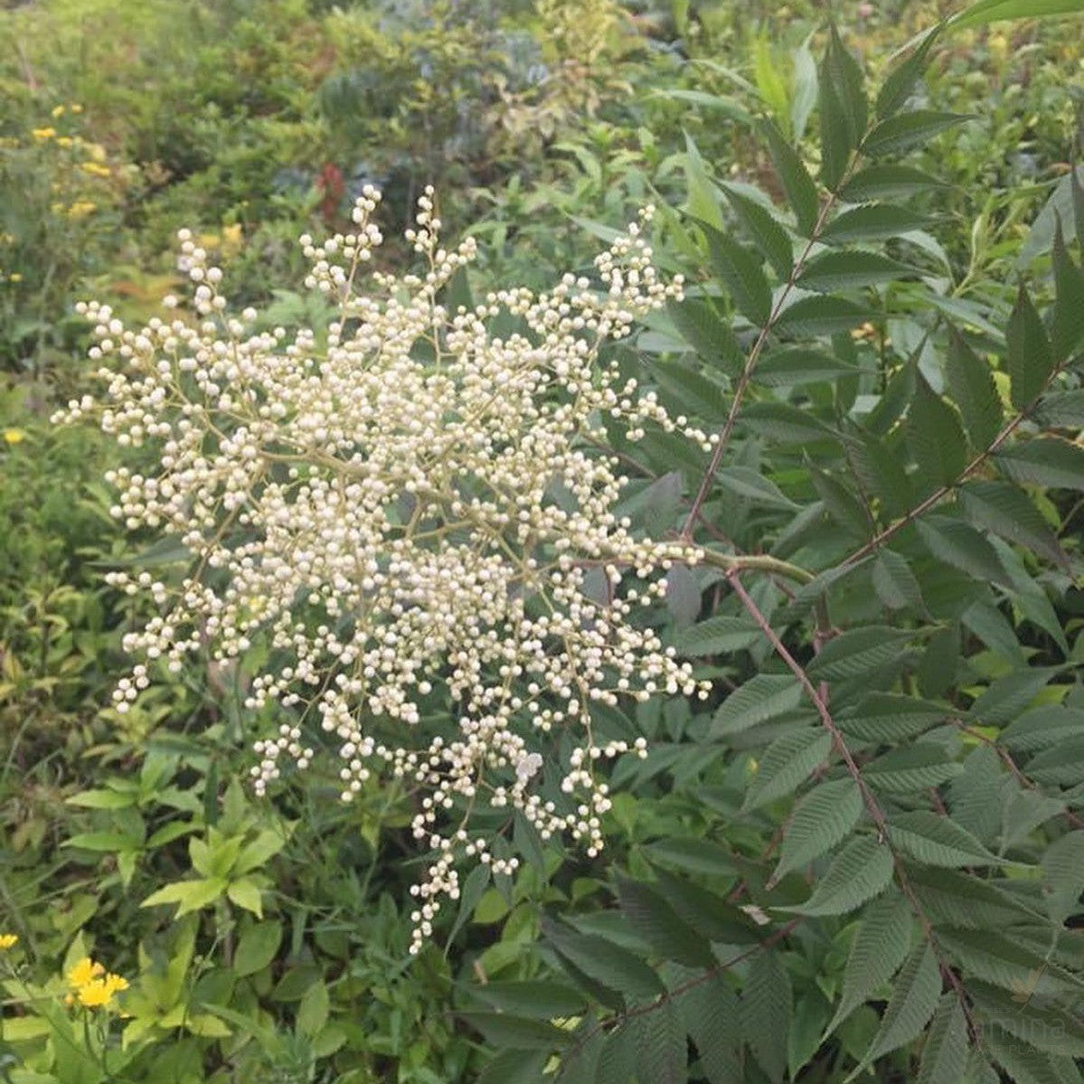 Sorbaria sorbifolia 2