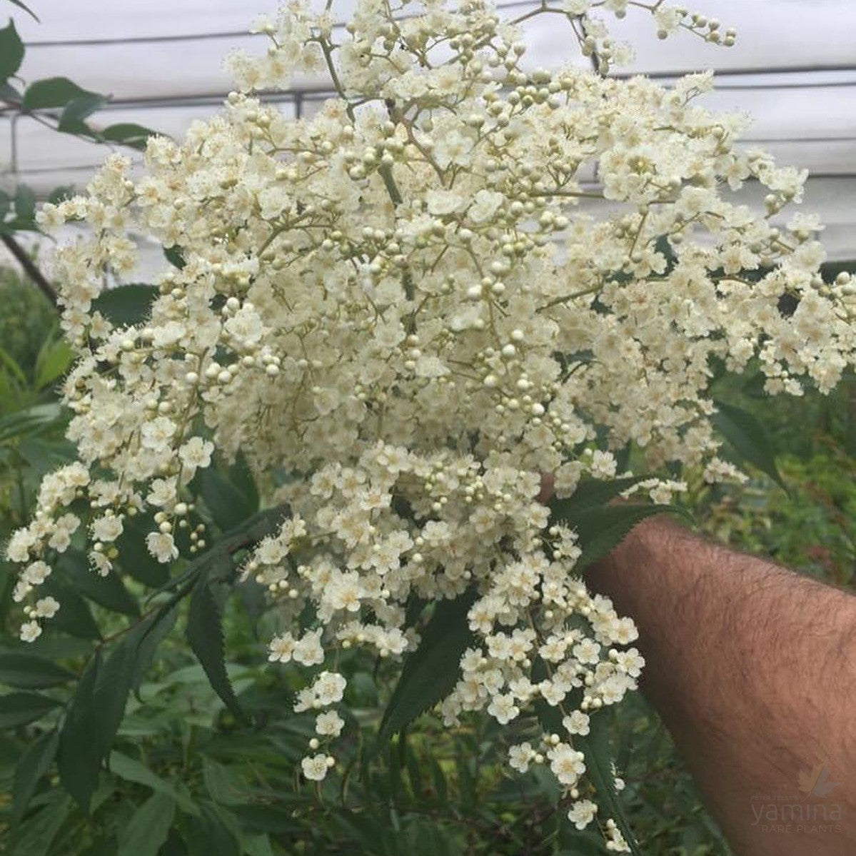 Sorbaria sorbifolia 3