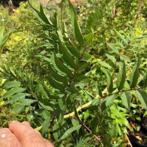 Sorbaria sorbifolia 4