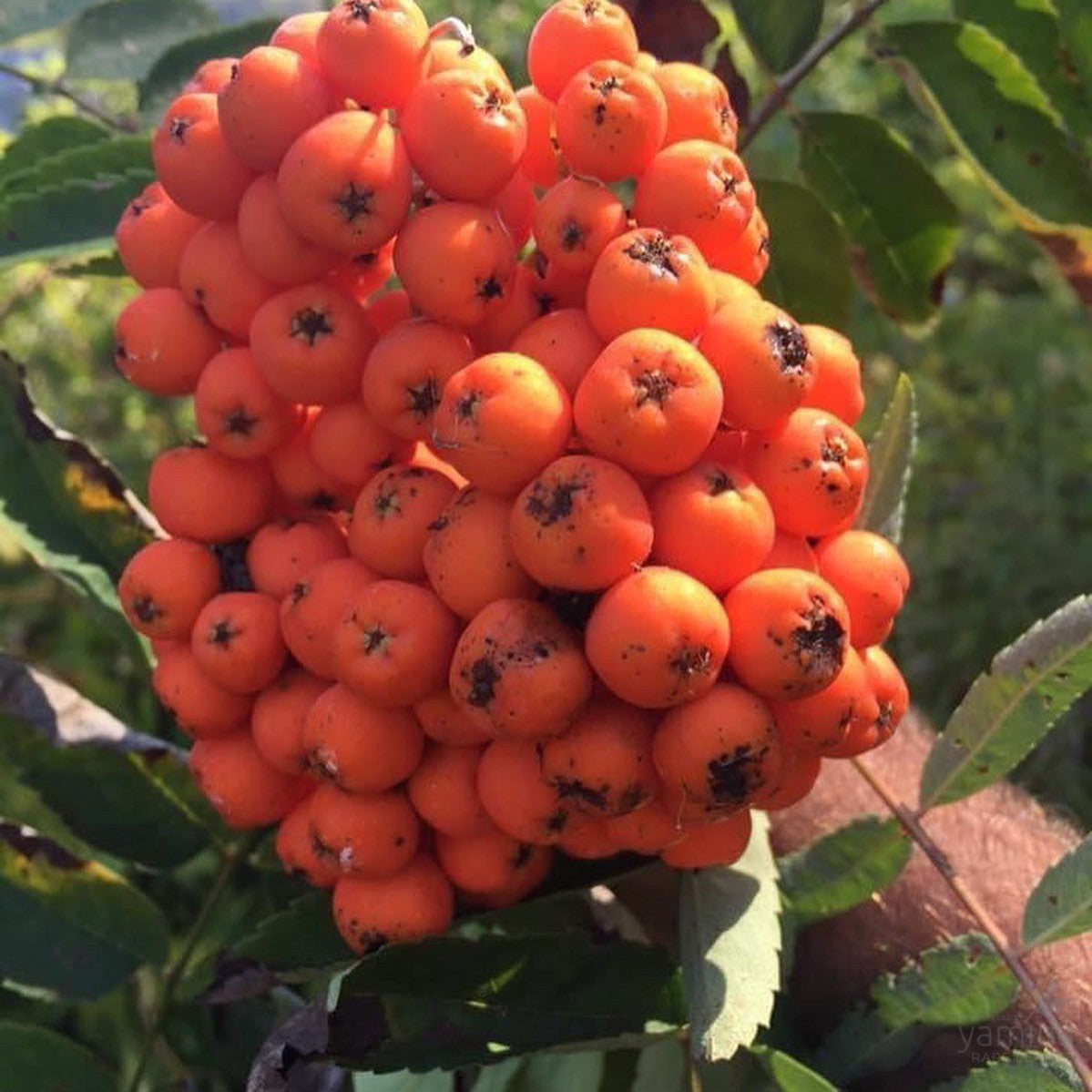 Sorbus aucuparia 1