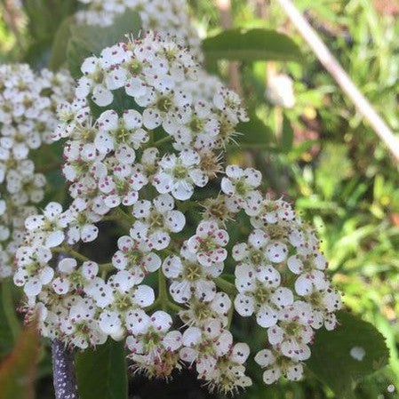 Sorbus megalocarpa 1