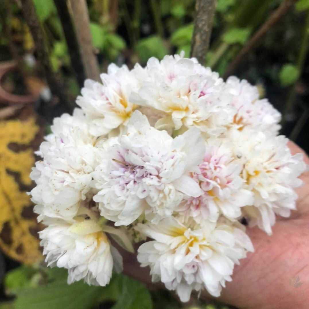 Sparmannia africana Flore Pleno 2