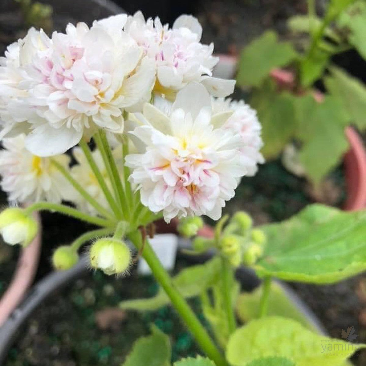 Sparmannia africana Flore Pleno 3