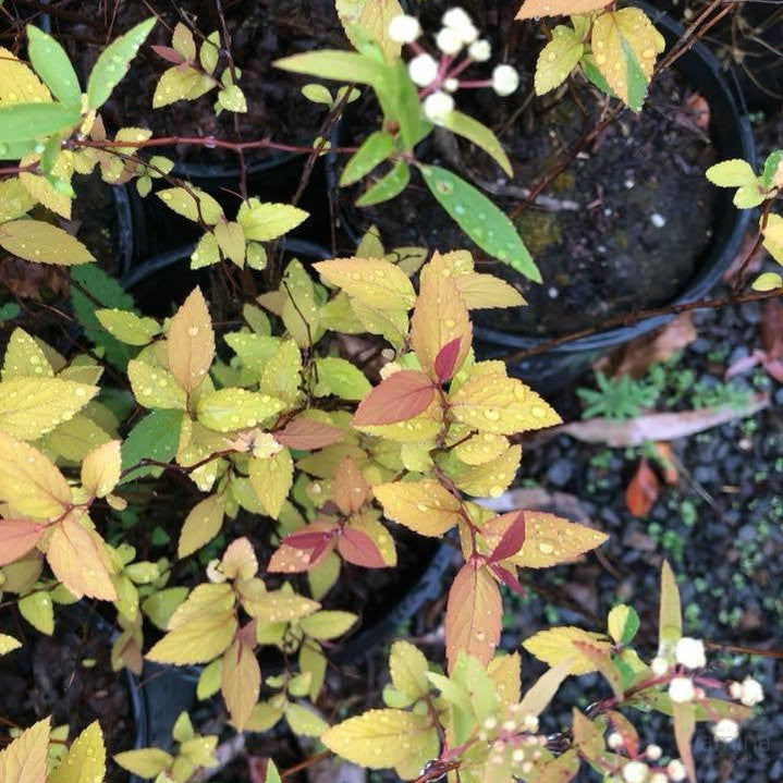Spiraea japonica Goldflame 1
