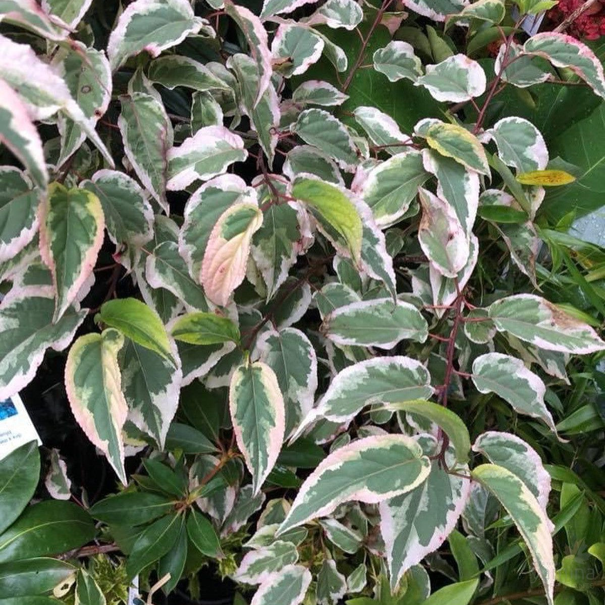 Stachyurus chinensis Magpie 2