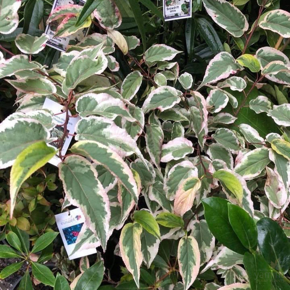 Stachyurus chinensis Magpie 3