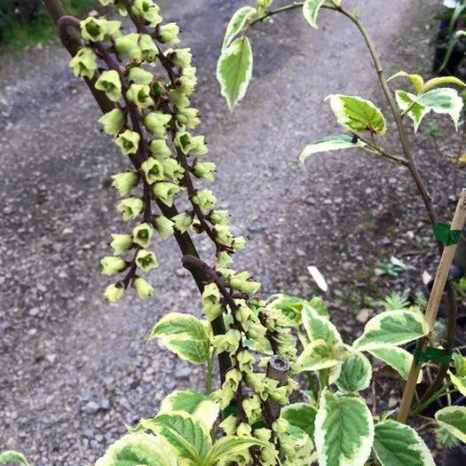 Stachyurus chinensis Magpie 4