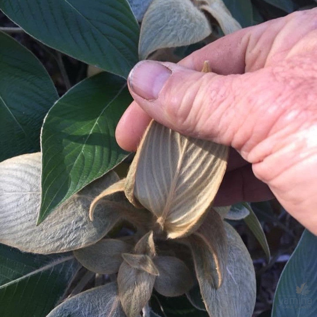 Strobilanthes gossypinus 3