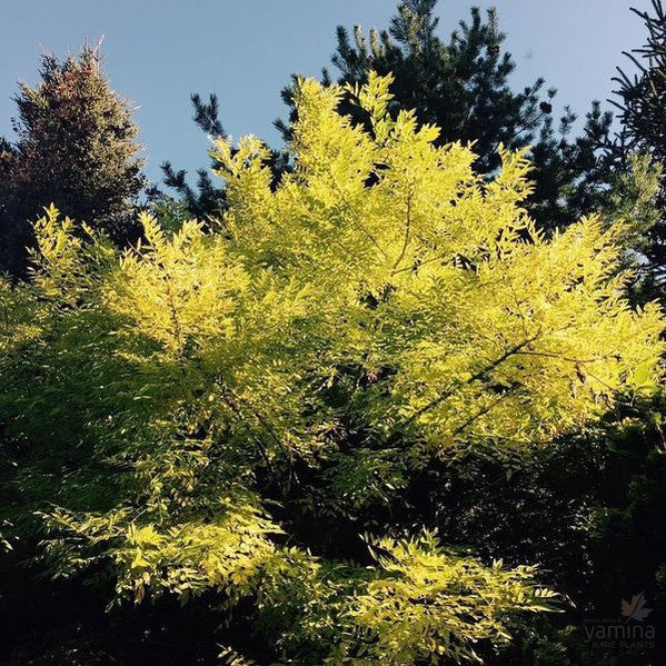 Styphnolobium japonicum Winter Gold (syn Sophora japonica) 1