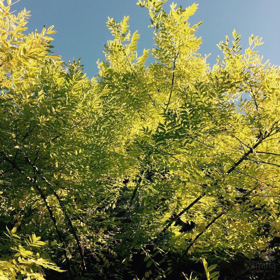 Styphnolobium japonicum Winter Gold (syn Sophora japonica) 2