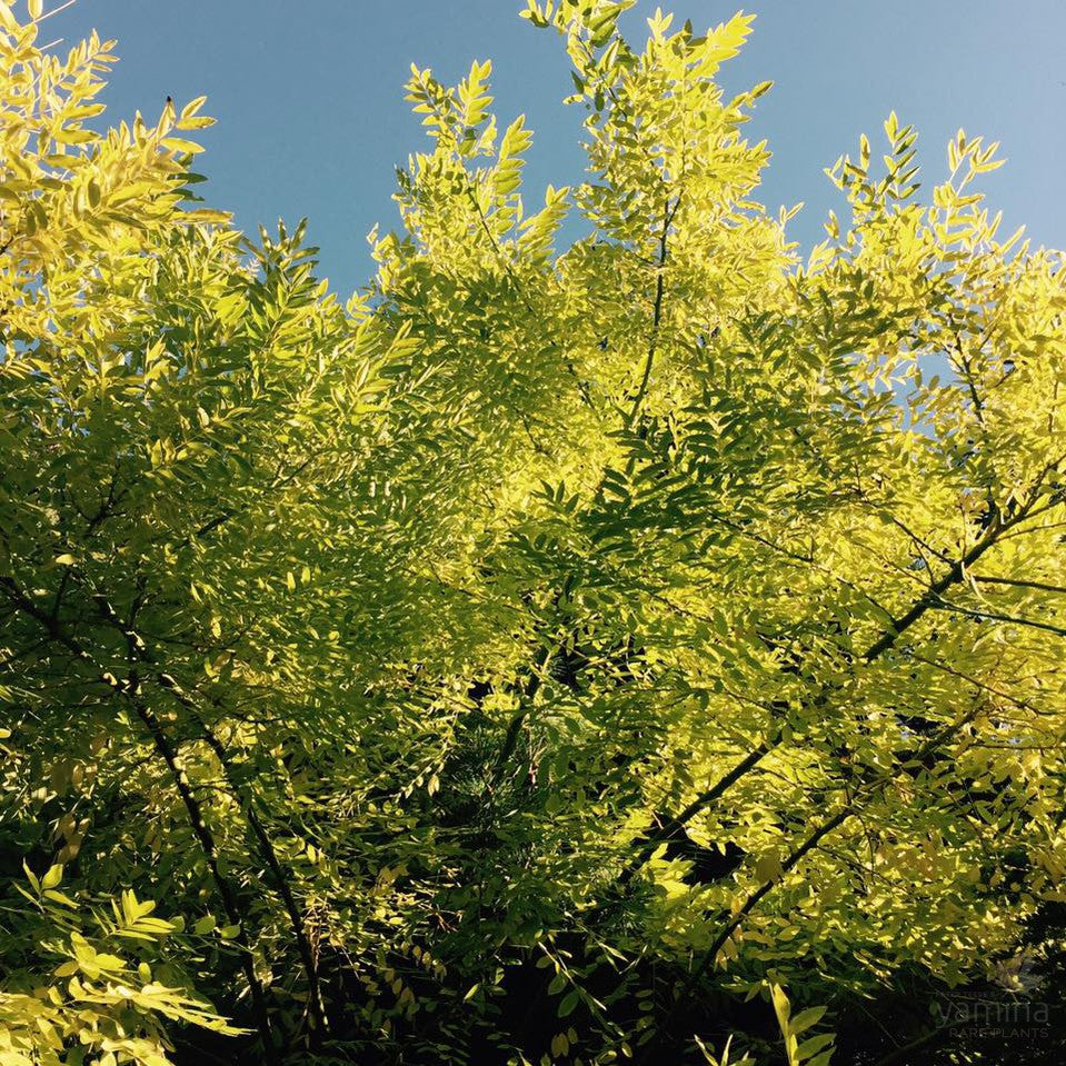 Styphnolobium japonicum Winter Gold (syn Sophora japonica) 3