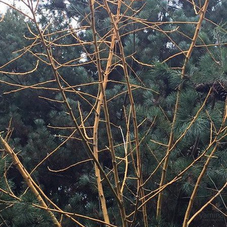 Styphnolobium japonicum Winter Gold (syn Sophora japonica) 4