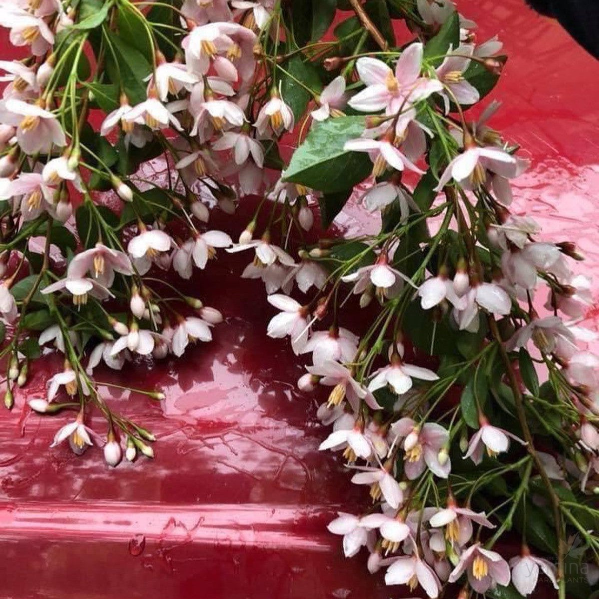 Styrax japonica pink Chimes 1